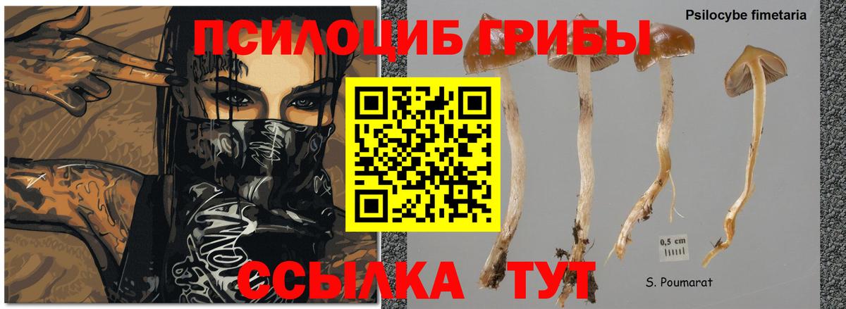 Псилоцибиновые грибы прущие грибы  Вход с VPN  Ленинск-Кузнецкий 
